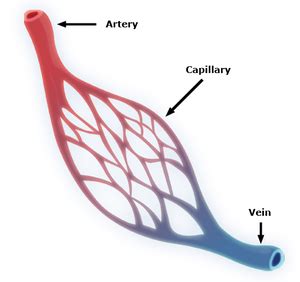 Capillary - Key Stage Wiki