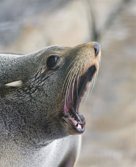 Angry Seal This Was Taken At Bristol Zoo Canon 450d Cano Flickr