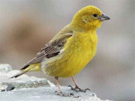 Yellow Finch Lifespan, Food & Care Guide - Cute parrots