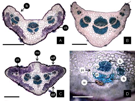 Petiole Cross Section CS A The CS Near The Insertion Point On The