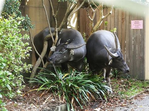 Escaped Buffalo Run Rampant In Sydney After Escaping From Film Set