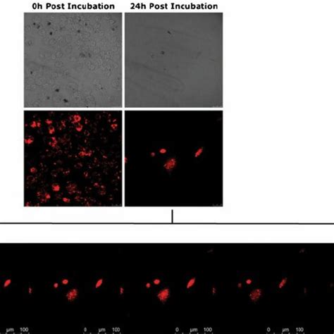 A Confocal Microscopy Analysis Of J A Cells Incubated With Rho Gps