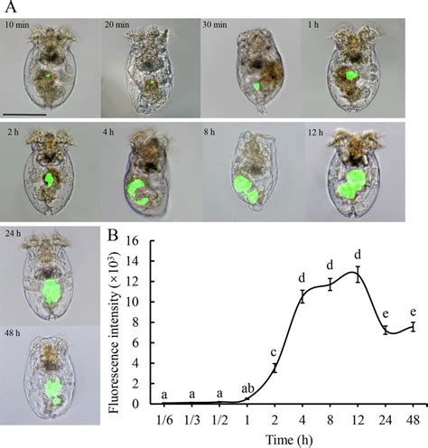 Fluorescent Image Of Nanoplastics Ingestion By Marine Rotifers