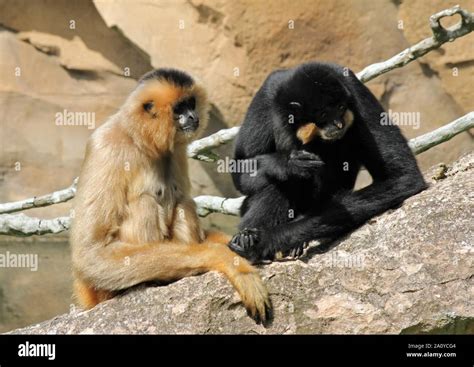 Primates Image Hi Res Stock Photography And Images Alamy