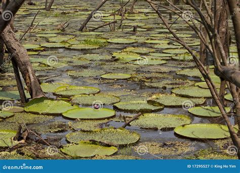 Waterlily in Amazon stock image. Image of pond, organism - 17295527