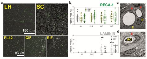 Pdf Myelinated Axons And Functional Blood Vessels Populate