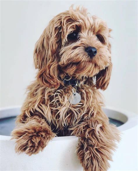 Whats The Difference Between A Cavapoo And A Cavoodle