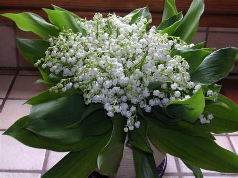 Mai 1er Mai Muguet