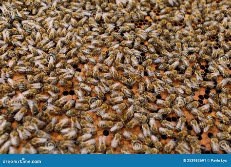 Muchas Abejas Cerradas Las Abejas Son Insectos Imagen De Archivo