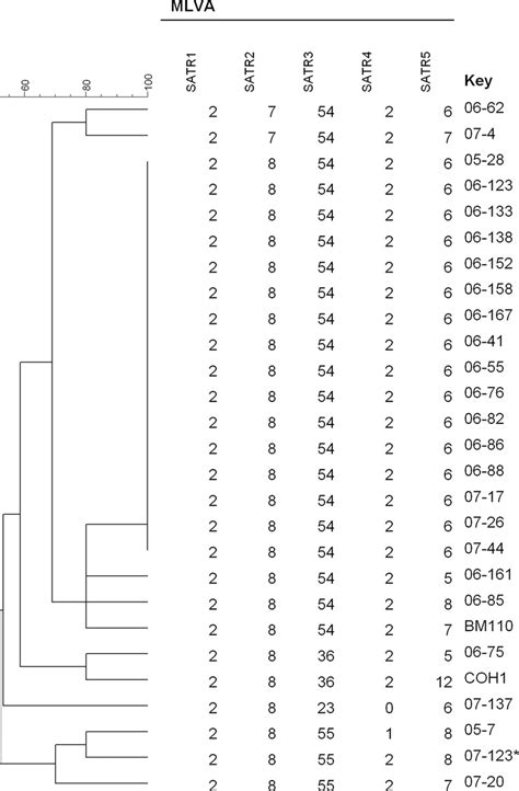 Mlva Cluster Analysis Of St Strains Included In The Study Using