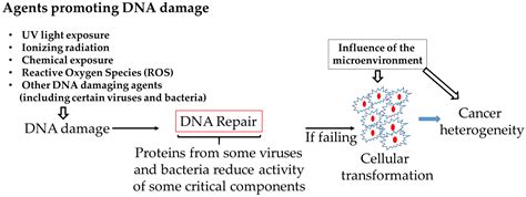 Cancers Free Full Text Tampering Of Viruses And Bacteria With Host