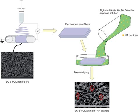 Figure From Fabrication And Characterization Of Novel Ethyl Cellulose