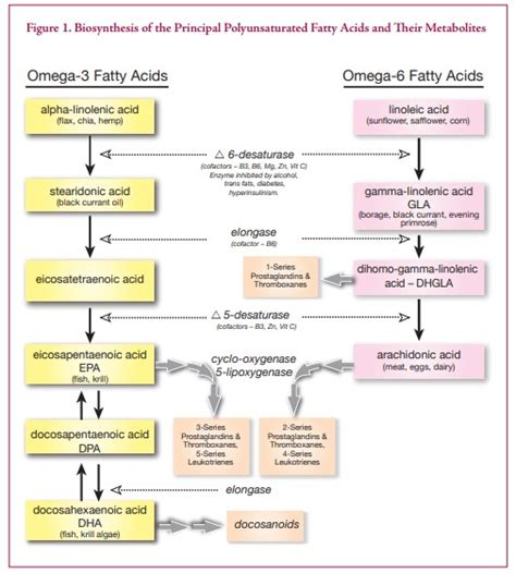 OMEGA-3 and DHA - Salengei