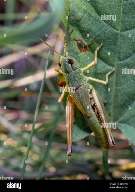 Top View Of Common Green Grasshopper Female Omocestus Viridulus Sitting On The Leaf Selective