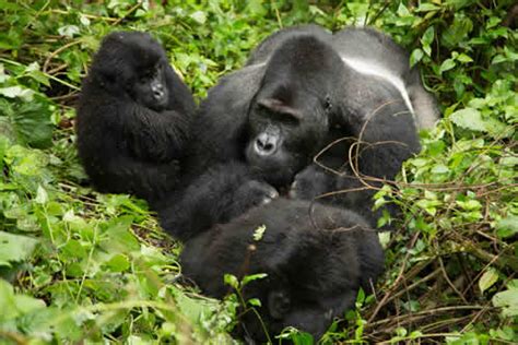 Grauer’s Gorilla - Facts About Eastern Lowland Gorillas