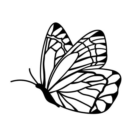 Graphic Black Butterfly Isolated On White Background Vector