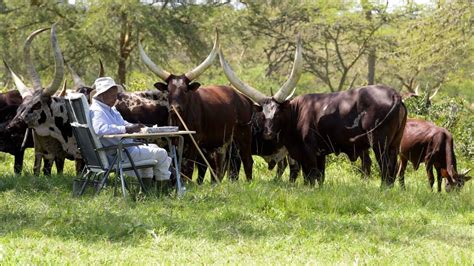 Museveni One Of The Best Ankole Cattle Breeders Shares Tots Of Wisdom