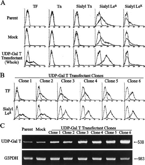 Expression Of Carbohydrate Determinants In Udp Gal Transporter