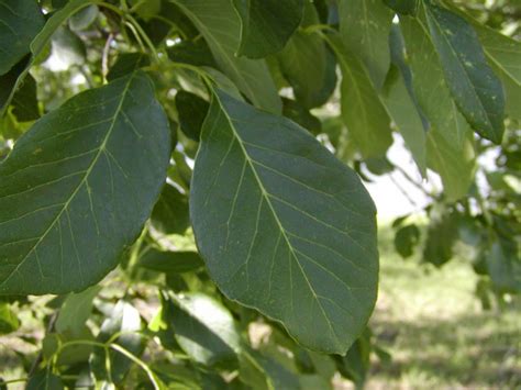 Tree land Nursery - Dallas, Texas - Texas Ash Tree