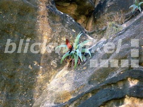 Blickwinkel Aloe Aloe Spec Bluehende Einzelpflanze In Einer