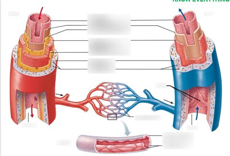 Figure 32.1 Capillaries structure Diagram | Quizlet