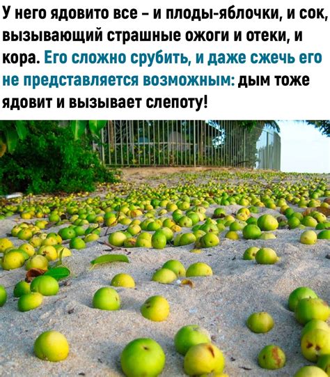 Хорошее растеньице | Пикабу