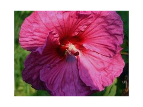 Hibiscus Moscheutos Plum Crazy