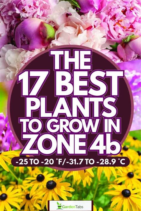 The 17 Best Plants to Grow in Zone 4b (-25 to -20 °F/-31.7 to -28.9 °C ...