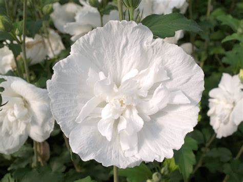 Hibiscus Syriacus ´white Chiffon´ ´notwoodtwo´Ⓢ Laubgehölze