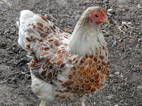 Buff Laced Wyandotte Hen Learn At Homesteader Me