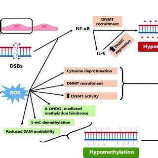 Possible Mechanisms Of Radiation Induced Dna Methylation Alterations