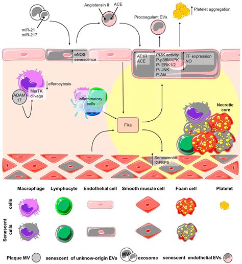 Multifaceted Role Of Extracellular Vesicles In Atherosclerosis