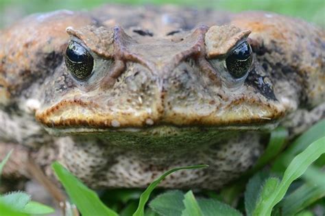 Ten Of The Worlds Most Invasive Species Earth Rangers