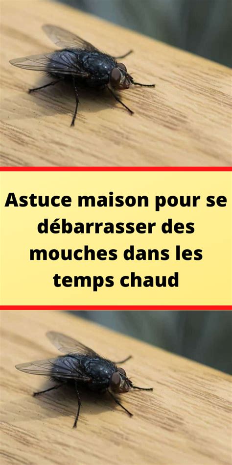 Lutter Contre Les Insectes Avec Une Astuce Naturelle Artofit