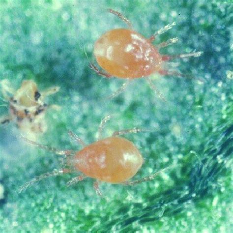 Adult Neoseiulus Californicus Attacking A Twospotted Spider Mite Download Scientific Diagram