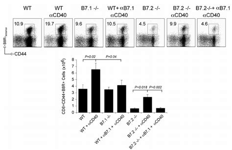 B7 1 Contributes To Anti CD40 Induced VACV Specific CD8 T Cell