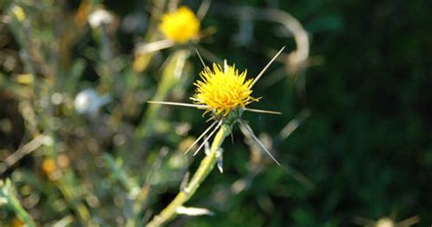 Yellow Star Thistle – Toxic Plant of the Week | The Equinest