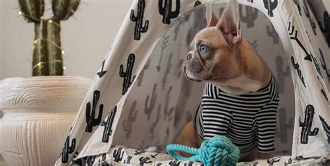 Top 5 Best Dog Tent Beds for Your Lovely Canine Friend