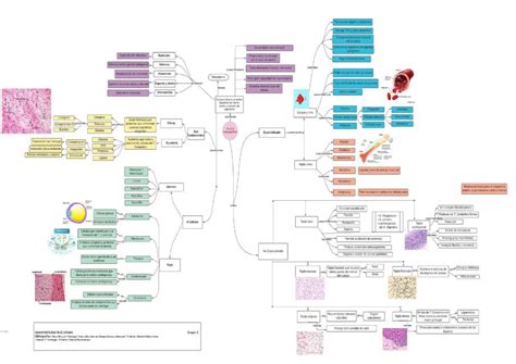 Mapa Tejido Conjuntivo Anahi Ruiz UDocz