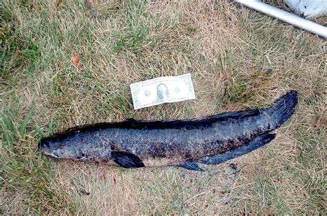 Snakehead Ocean Treasures Memorial Library