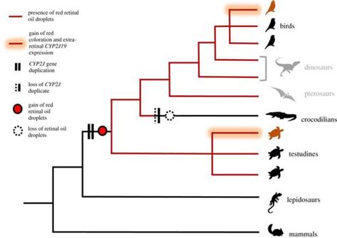 Seeing Red To Being Red Conserved Genetic Mechanism For Red Cone Oil