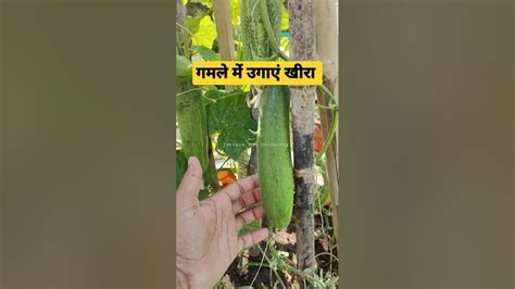 गमले में खीरा कैसे उगाएं जानें आसान टिप्स How To Grow Cucumber 🥒 In