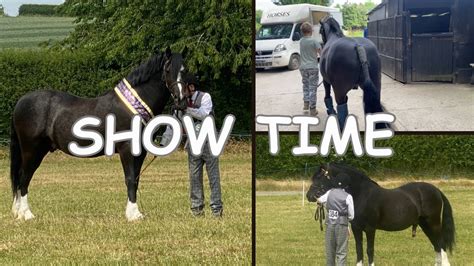 Show Time Horse Show Vlog Winner And Reserve Champion At A Welsh Cob