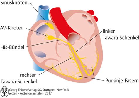 Elektrokardiogramm Ekg Flashcards Quizlet