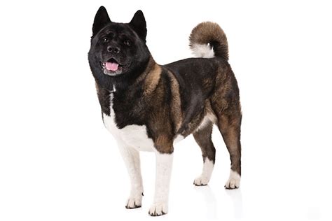 Akita Dog Breed Information