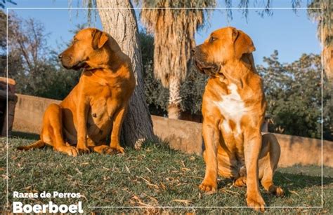 Boerboel El Gigante Africano Y Sus Curiosidades Feelcats