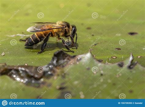 Macro Bee Drinking Water Stock Image Image Of Leaf 155739355