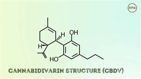 Cannabidivarin Cbdv Weed Smart