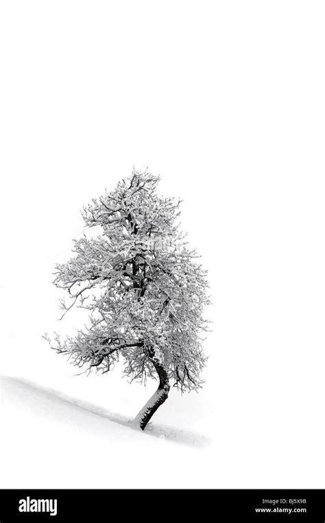 Lone Tree In The Snowy Winter Landscape Stock Photo Alamy