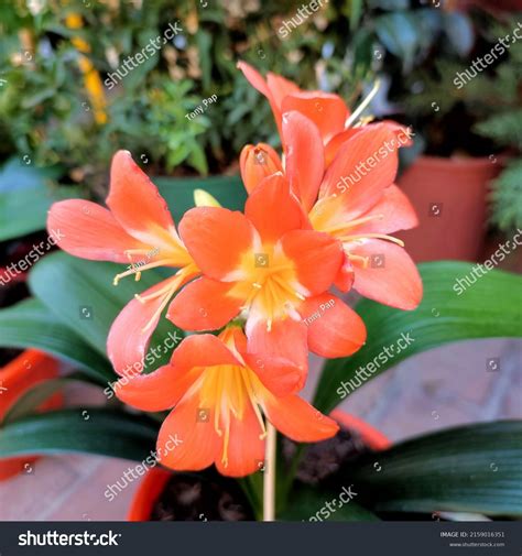 Bush Lily Species Natal Lilies Known Stock Photo Shutterstock